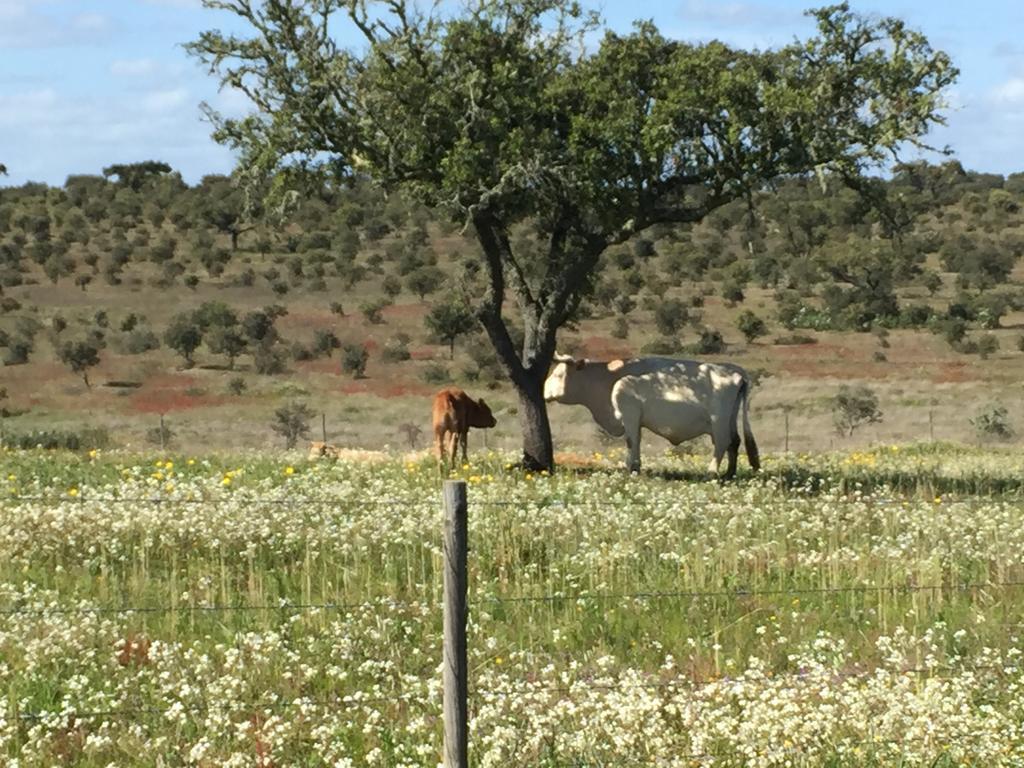 Casinha Das Flores Reguengos de Monsaraz Buitenkant foto